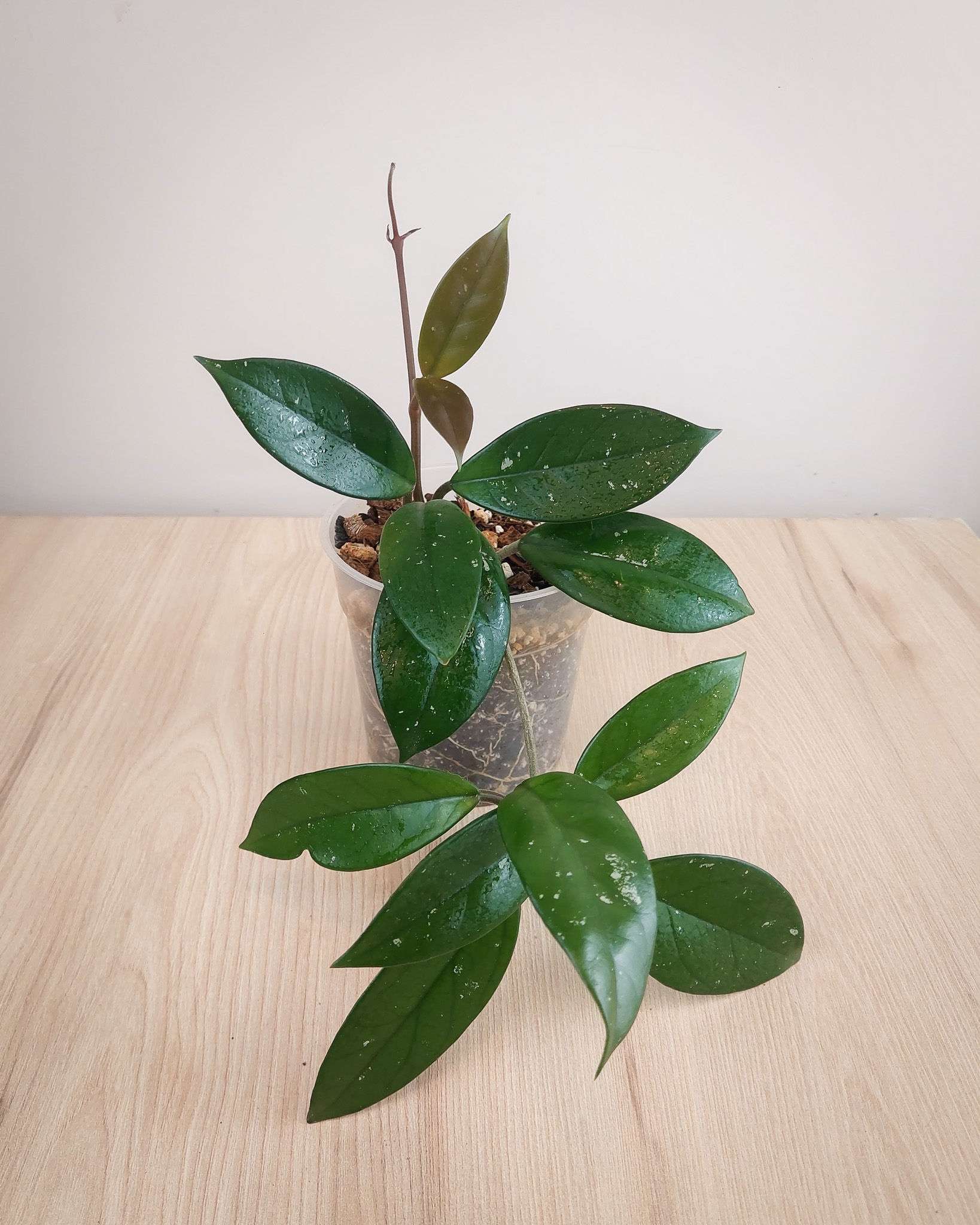 Hoya carnosa #12 Matera Lima: planta de cera clasica con hojas cerosas y flores perfumadas en maceta transparente