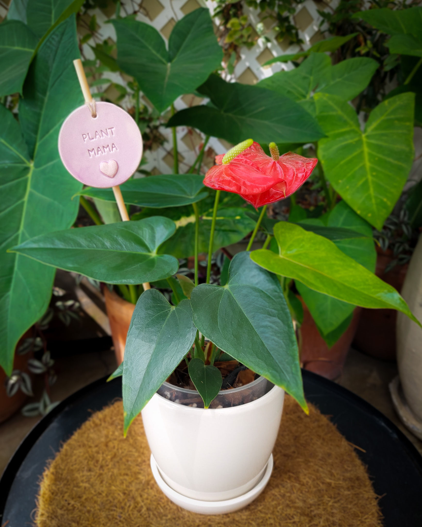 Pack flores eternas día de la madre anturio rojo maceta cerámica blanca Lima
