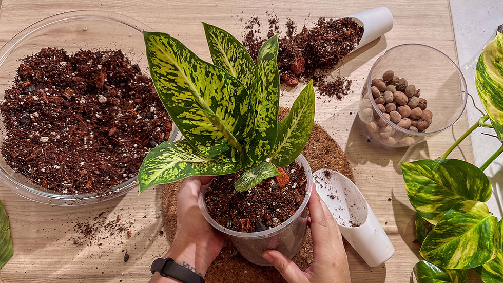 trasplante, dieffenbachia, sustratos