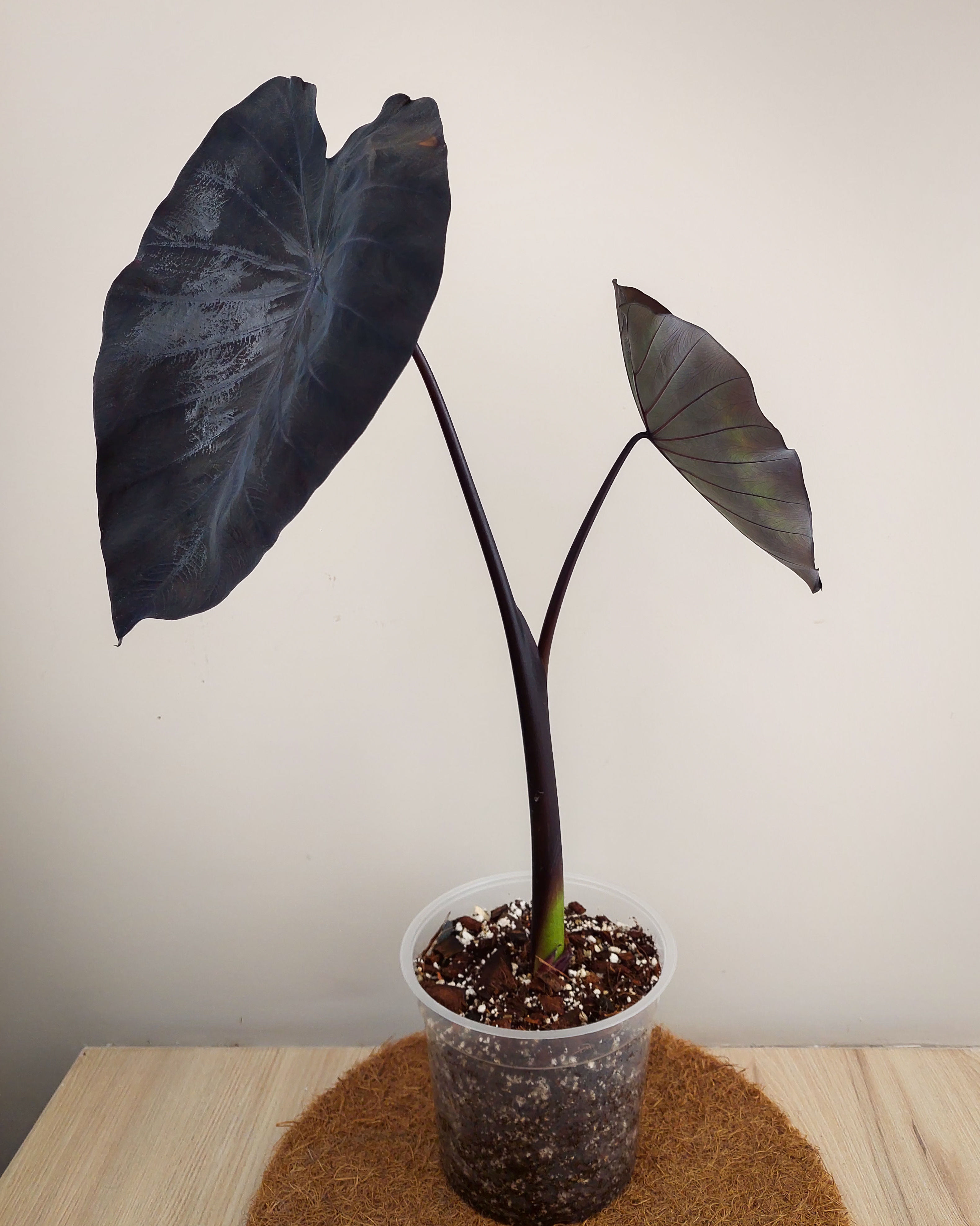 COLOCASIA BLACK MAGIC #15