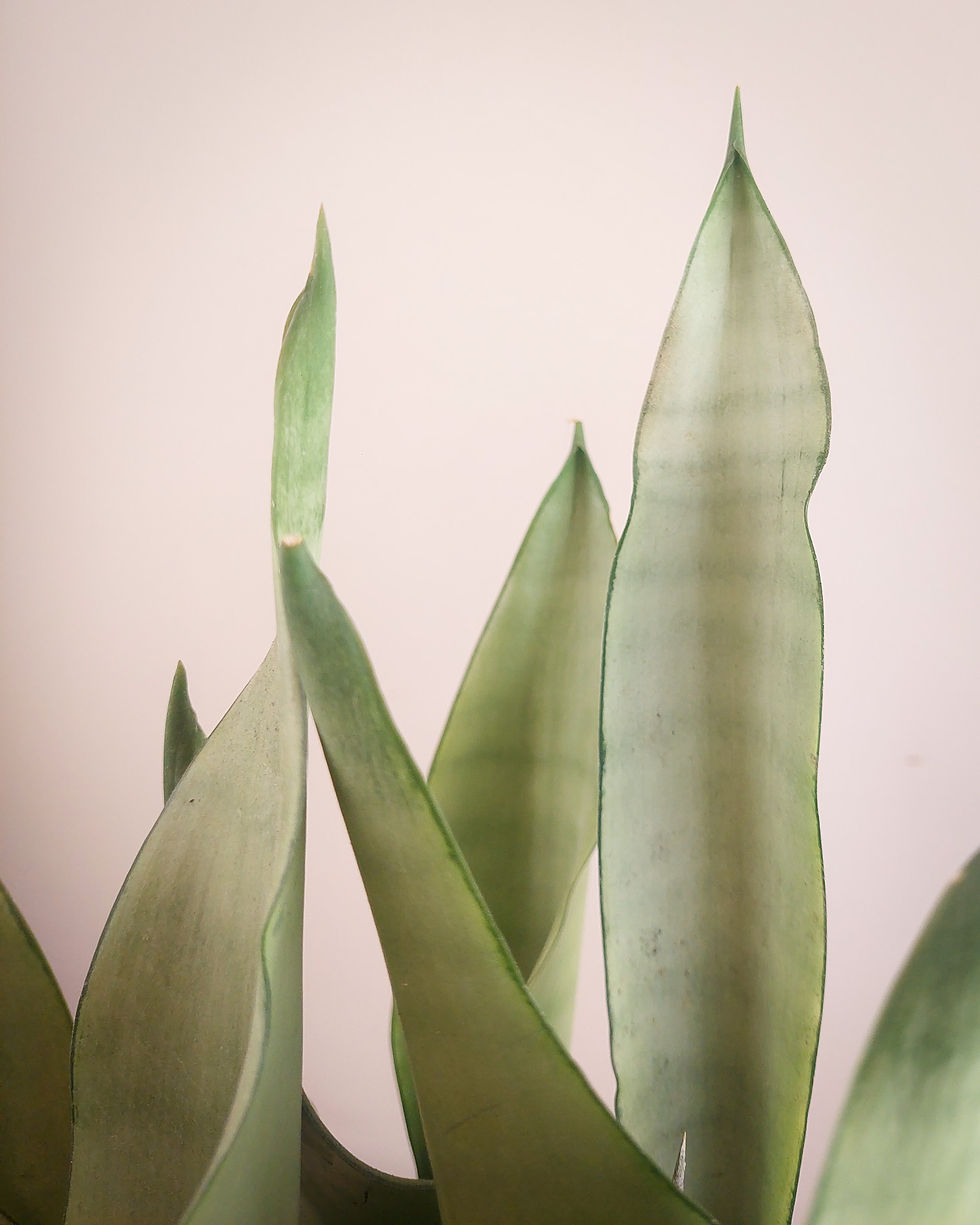 Sansevieria Moonshine Grande Matera Lima: hojas verde plateado bajo mantenimiento resistente
