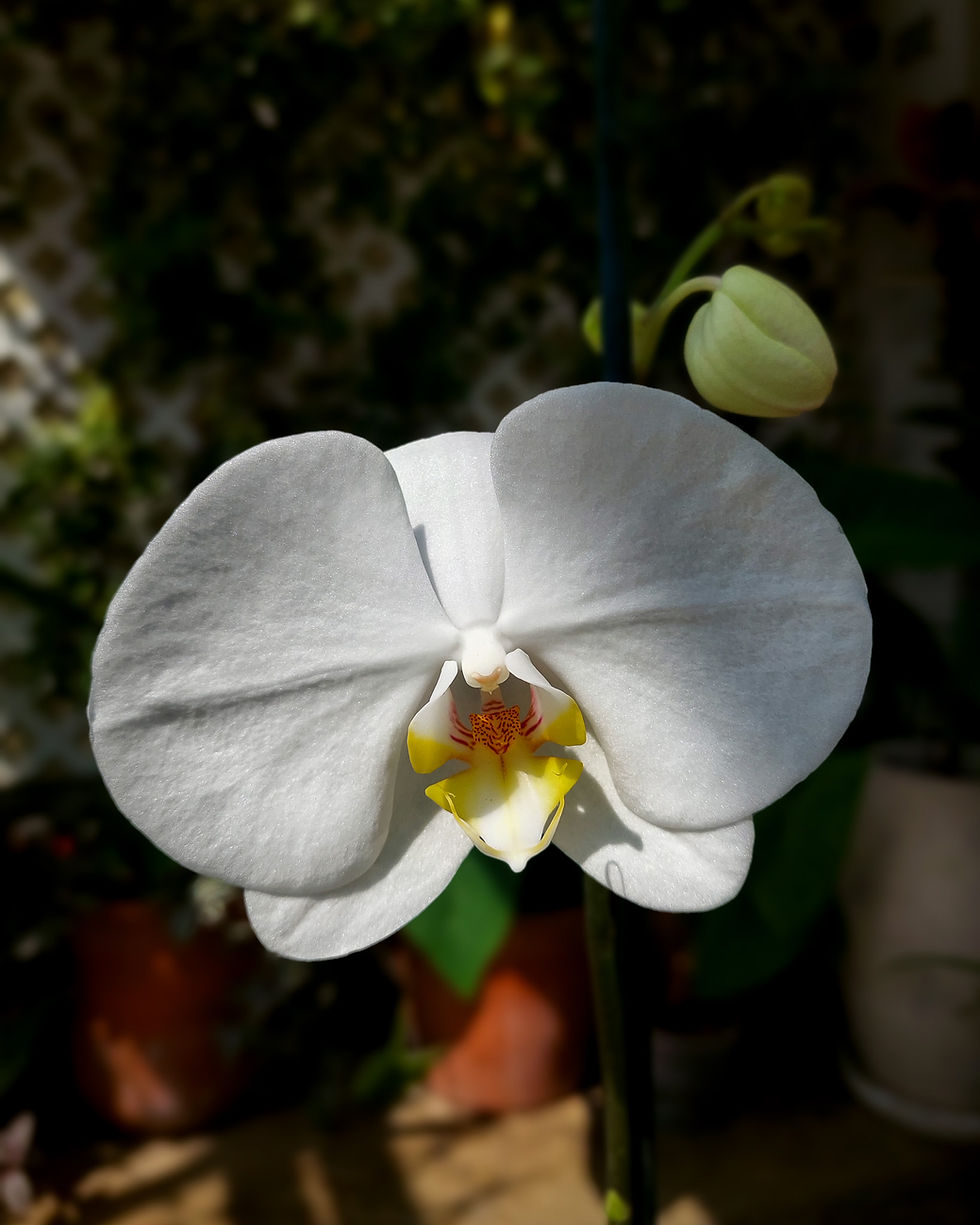 Orquidea Phalaenopsis blanco perla con labio amarillo Matera Lima: flores mariposa 1 vara maceta #12