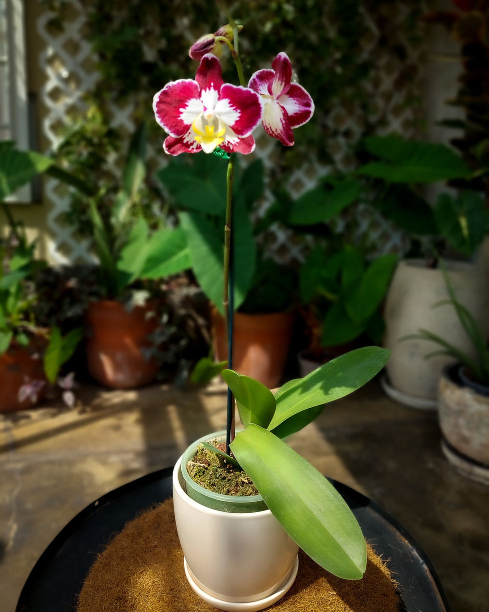 Orquidea Phalaenopsis burdeos rojo oscuro con blanco Matera Lima: flores mariposa 1 vara maceta #12