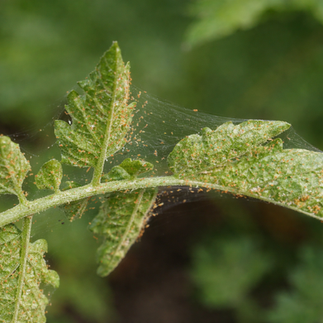 araña roja - plaga en planta - hojas dañadas