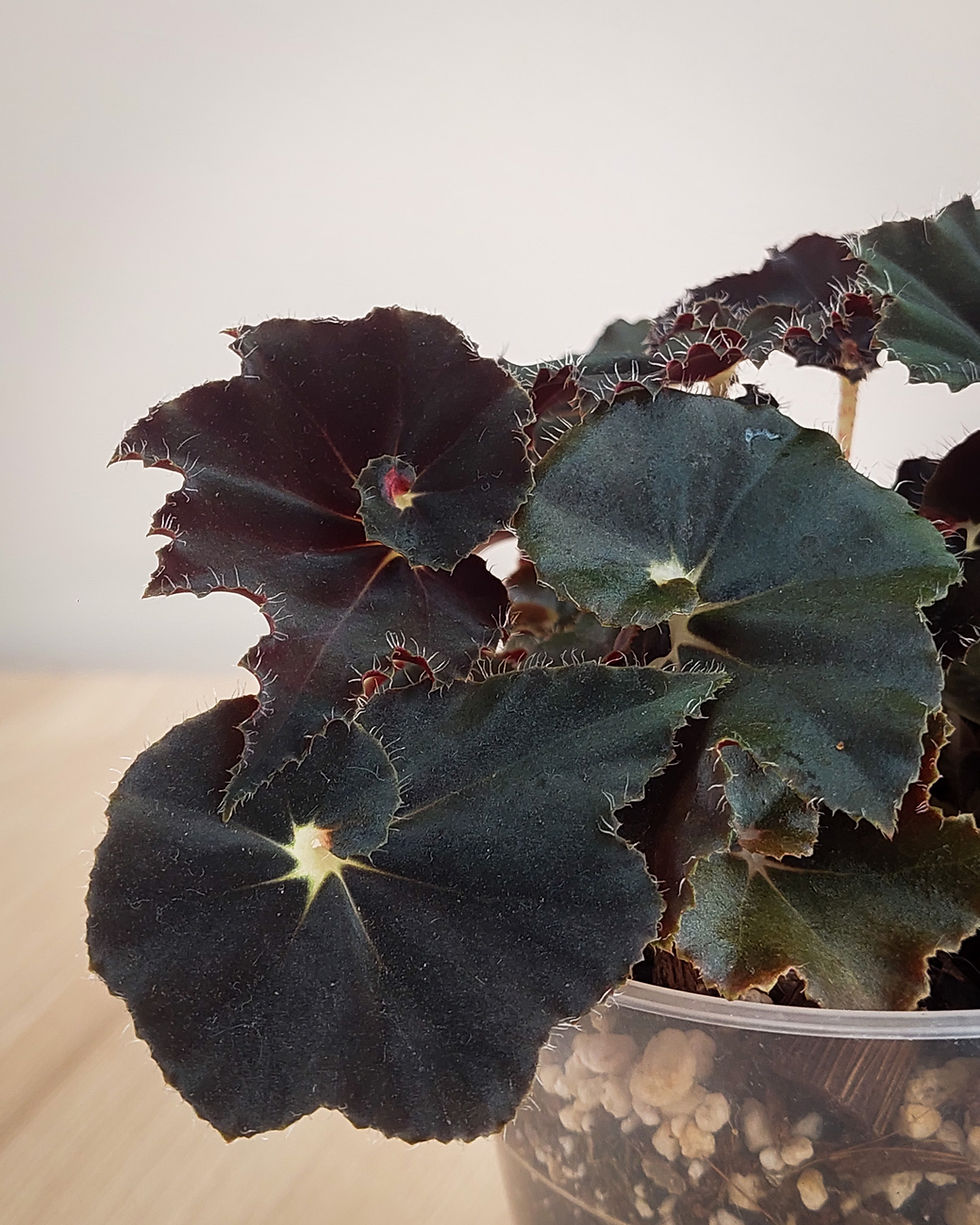 Begonia Dark Mambo con hojas grandes aterciopeladas negro profundo y tonos burdeos en maceta transparente