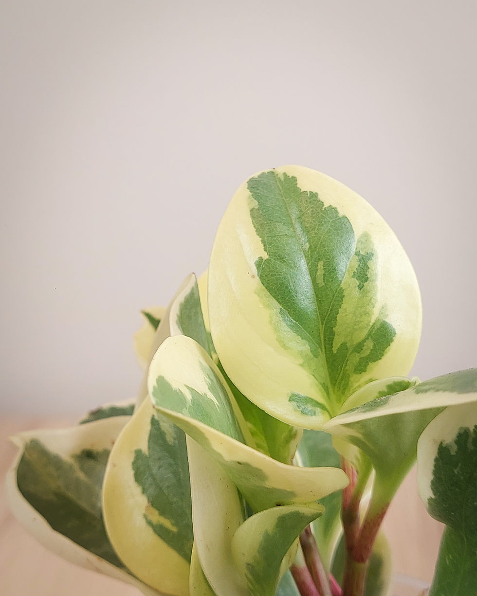Peperomia Obtusifolia Variegada #09 Matera Lima: hojas gruesas verde crema compacta
