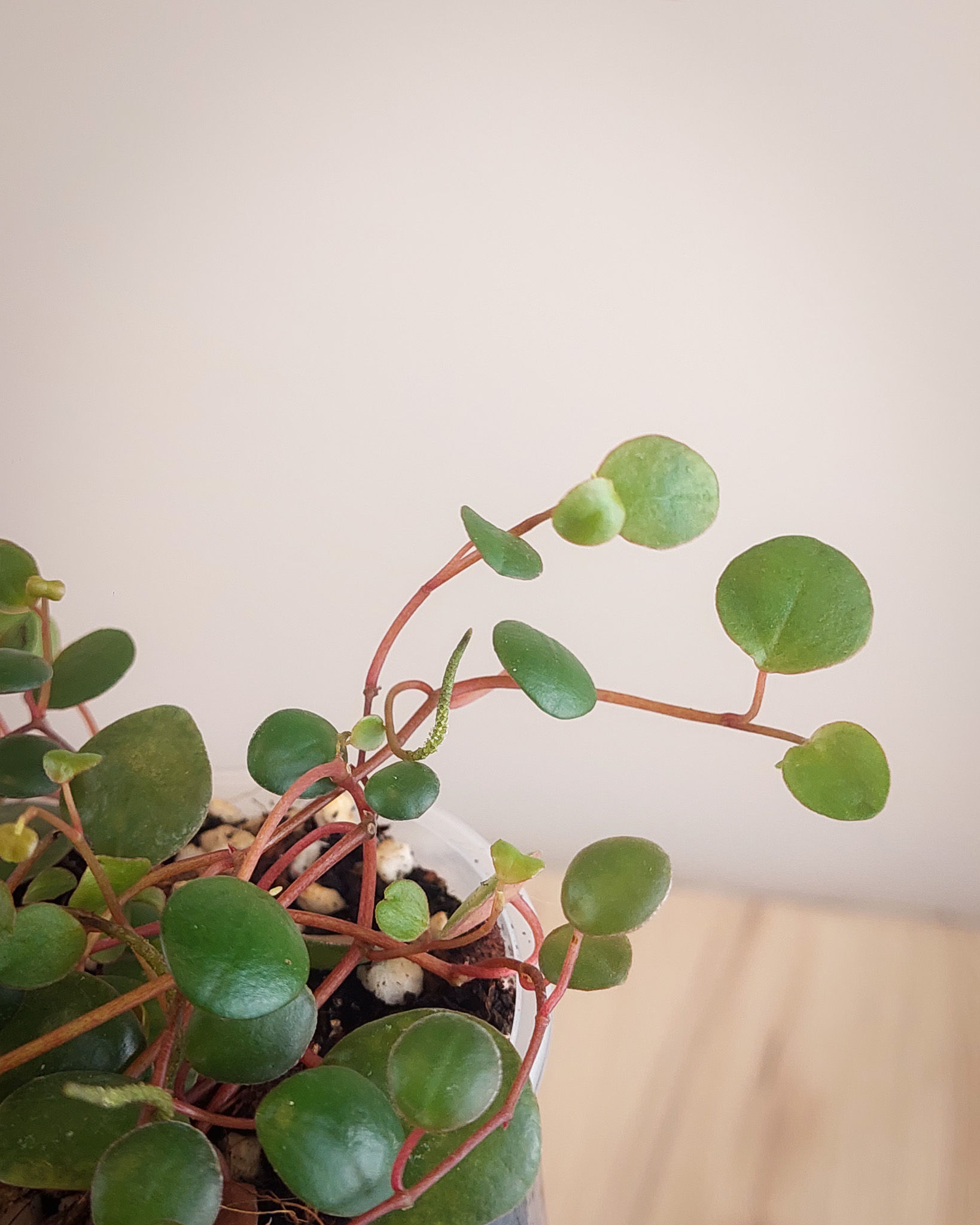 Peperomia Pepperspot con hojas redondas verde y rojo colgando en cascada desde maceta transparente