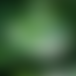 hongos en plantas - plagas en plantas - hojas dañadas - oidio