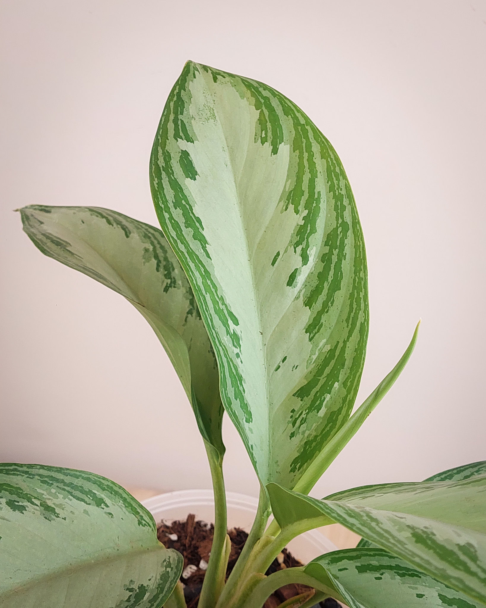 Aglaonema Silver Bay Matera Lima: hojas verdes centro plateado llamativo resistente #15
