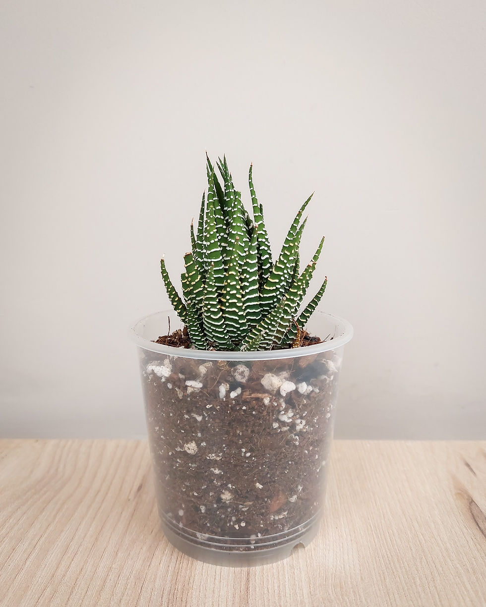 Haworthia cebra en maceta, suculenta pequeña con hojas verdes y líneas blancas en relieve
