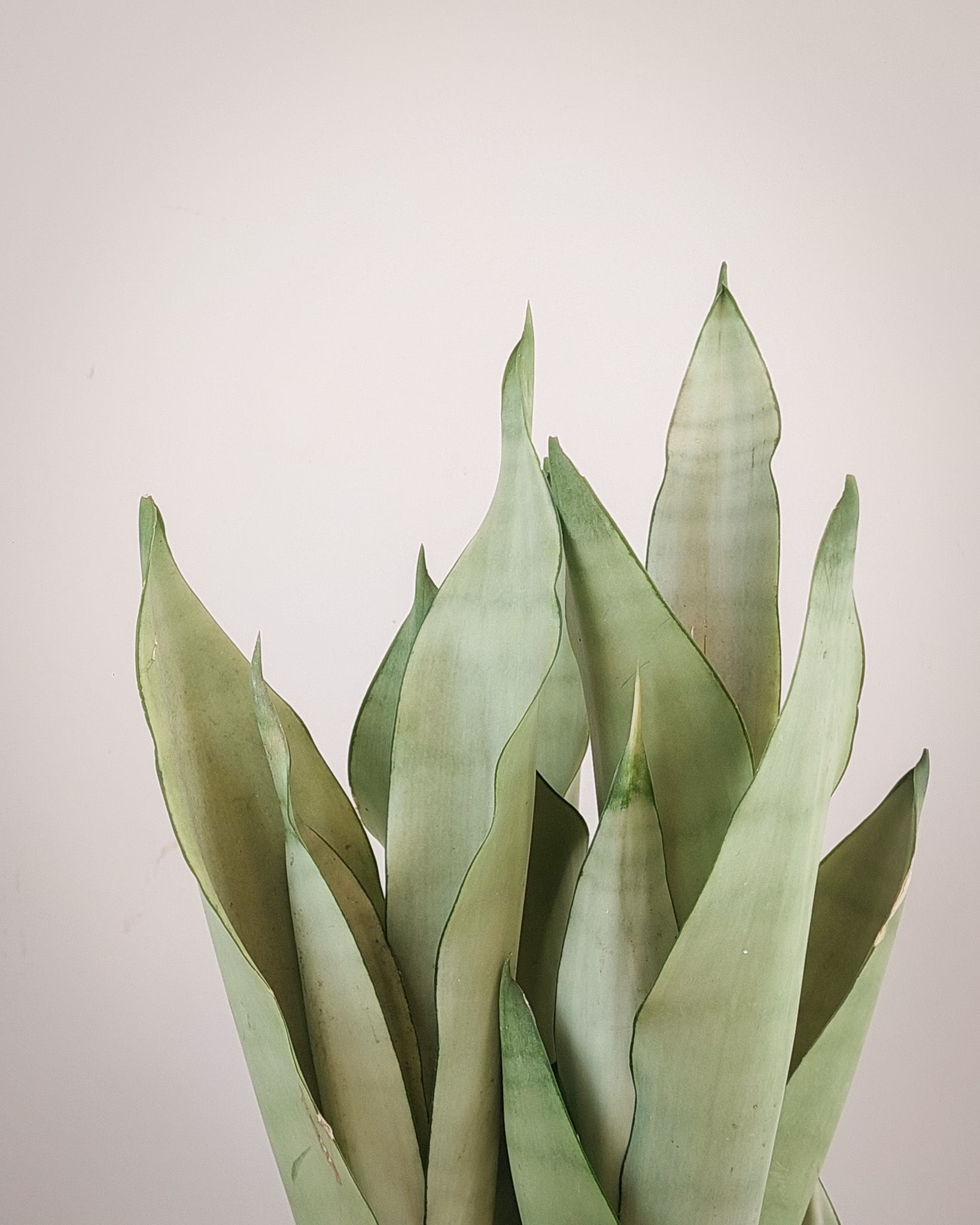 Sansevieria Moonshine Grande Matera Lima: hojas verde plateado bajo mantenimiento resistente