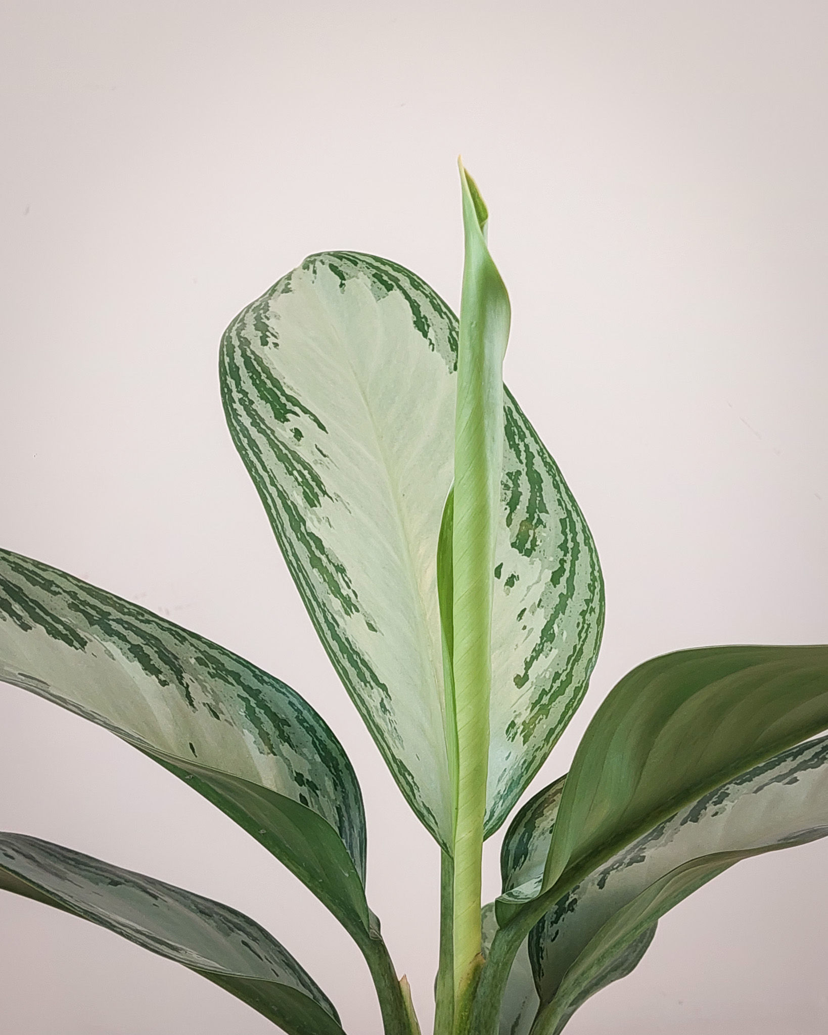 Aglaonema Silver Bay Matera Lima: hojas verdes centro plateado llamativo resistente #19