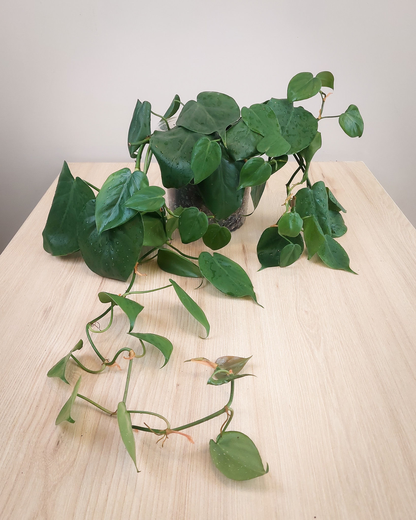 Philodendron corazon #17 Matera Lima: planta trepadora mediana con hojas brillantes en forma de corazon