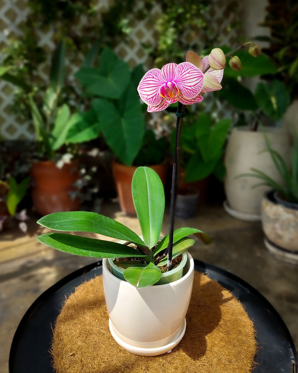 Orquidea Phalaenopsis rosa rayada salpicada salmon Matera Lima: flores mariposa 1 vara maceta #12