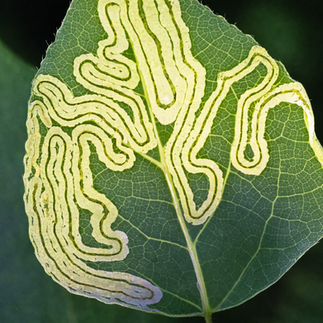 orugas - plaga en plantas - hojas comidas