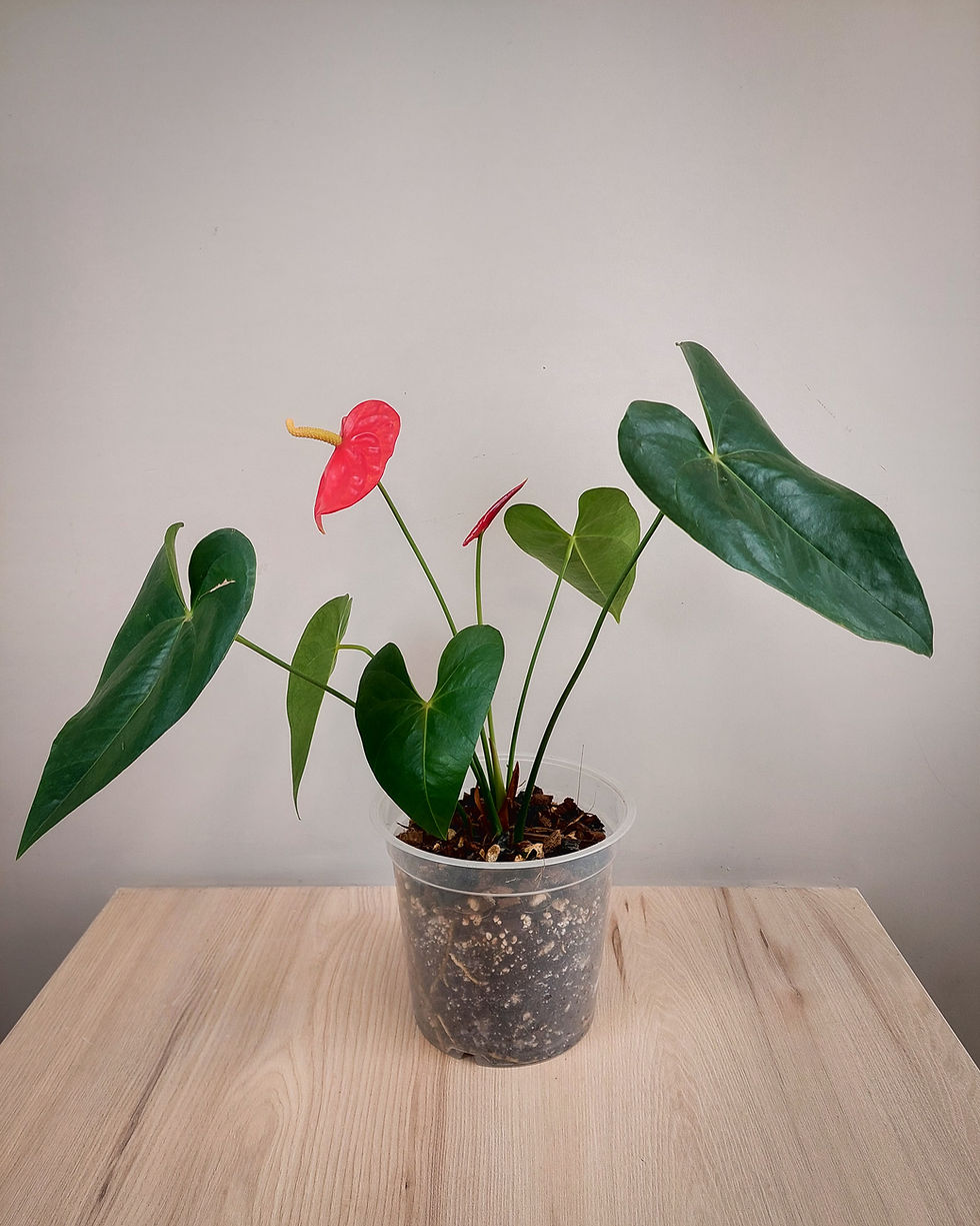 Anturio rojo grande #17 Matera Lima: planta tropical con flores rojas en forma de corazon en maceta transparente