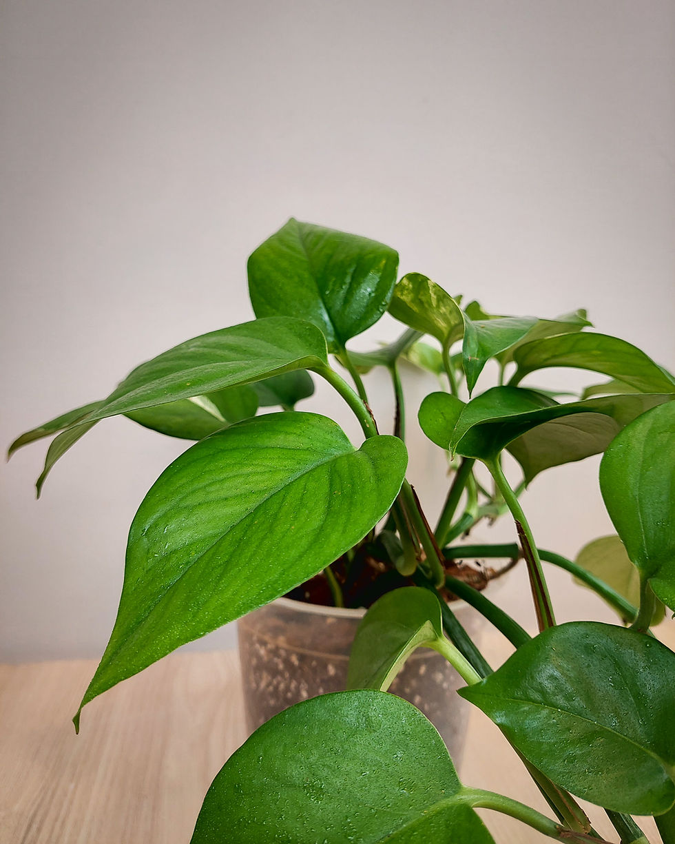 Boa Pothos Golden #15 Matera Lima: boa golden con hojas verde y dorado para principiantes en maceta transparente