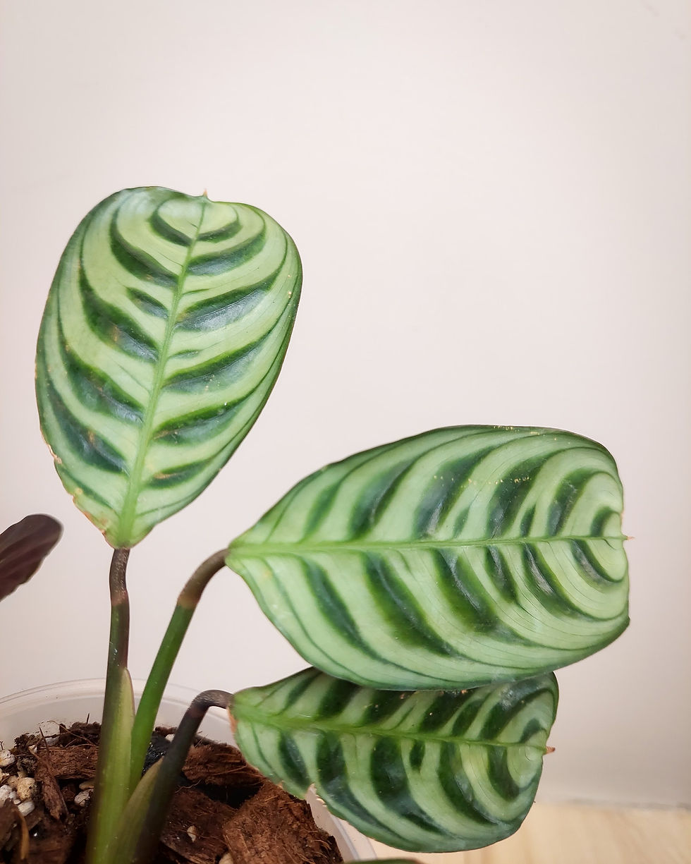 Calathea Burle Marxii en maceta, planta de hojas verdes con patrones decorativos