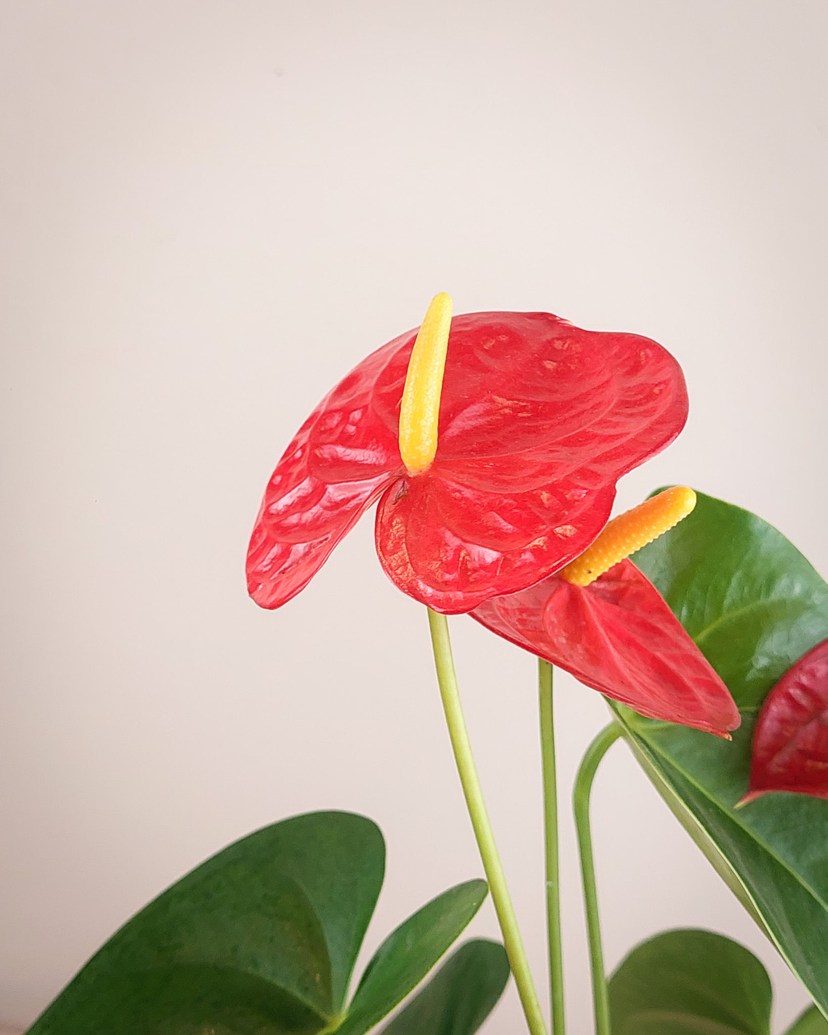 Anturio rojo grande #15 Matera Lima: planta tropical con flores rojas en forma de corazon en maceta transparente