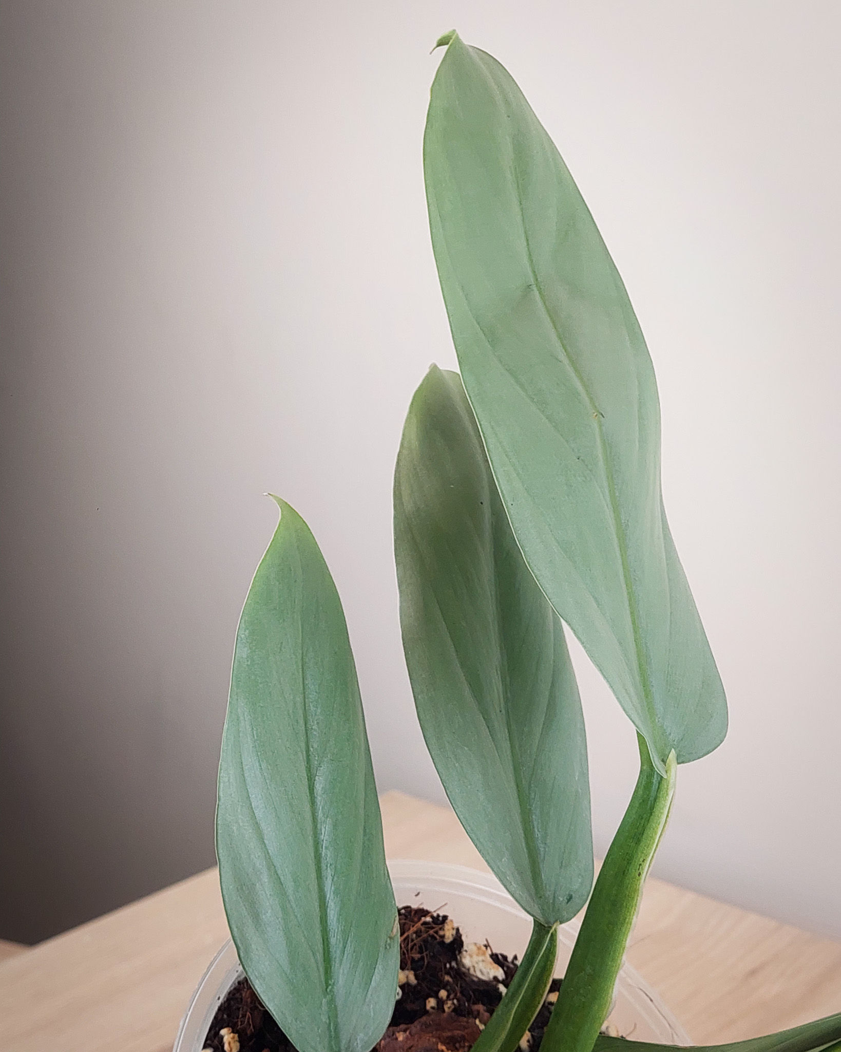 Philodendron Silver Sword con hojas alargadas en forma de lanza y brillo plateado azulado en maceta