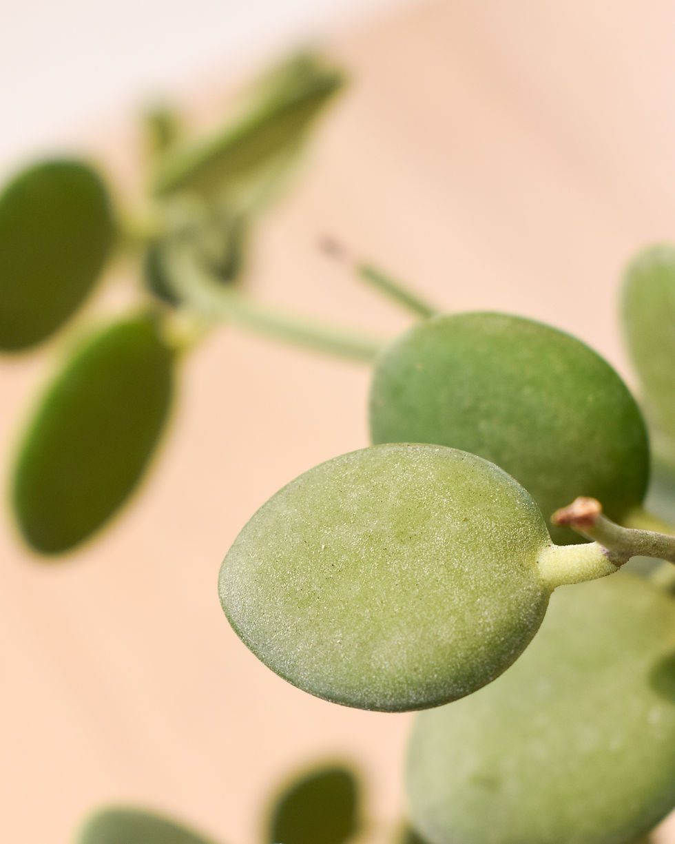 Silver Dollar Vine Matera Lima: Xerosicyos danguyi con hojas redondas verde plateado incluye maceta terracota