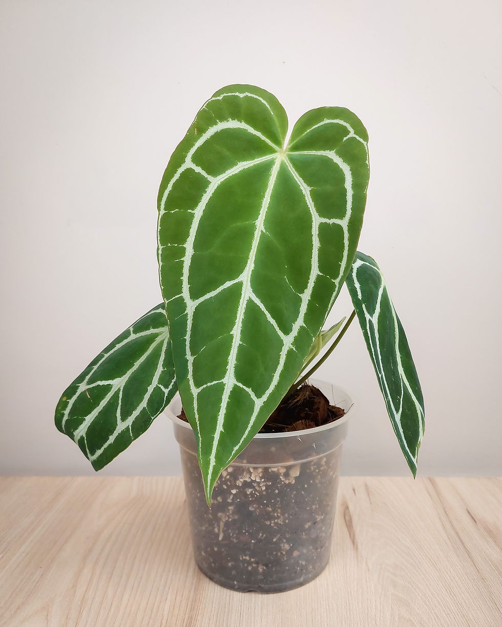 ANTURIO hojas aterciopeladas verde oscuro venas blancas