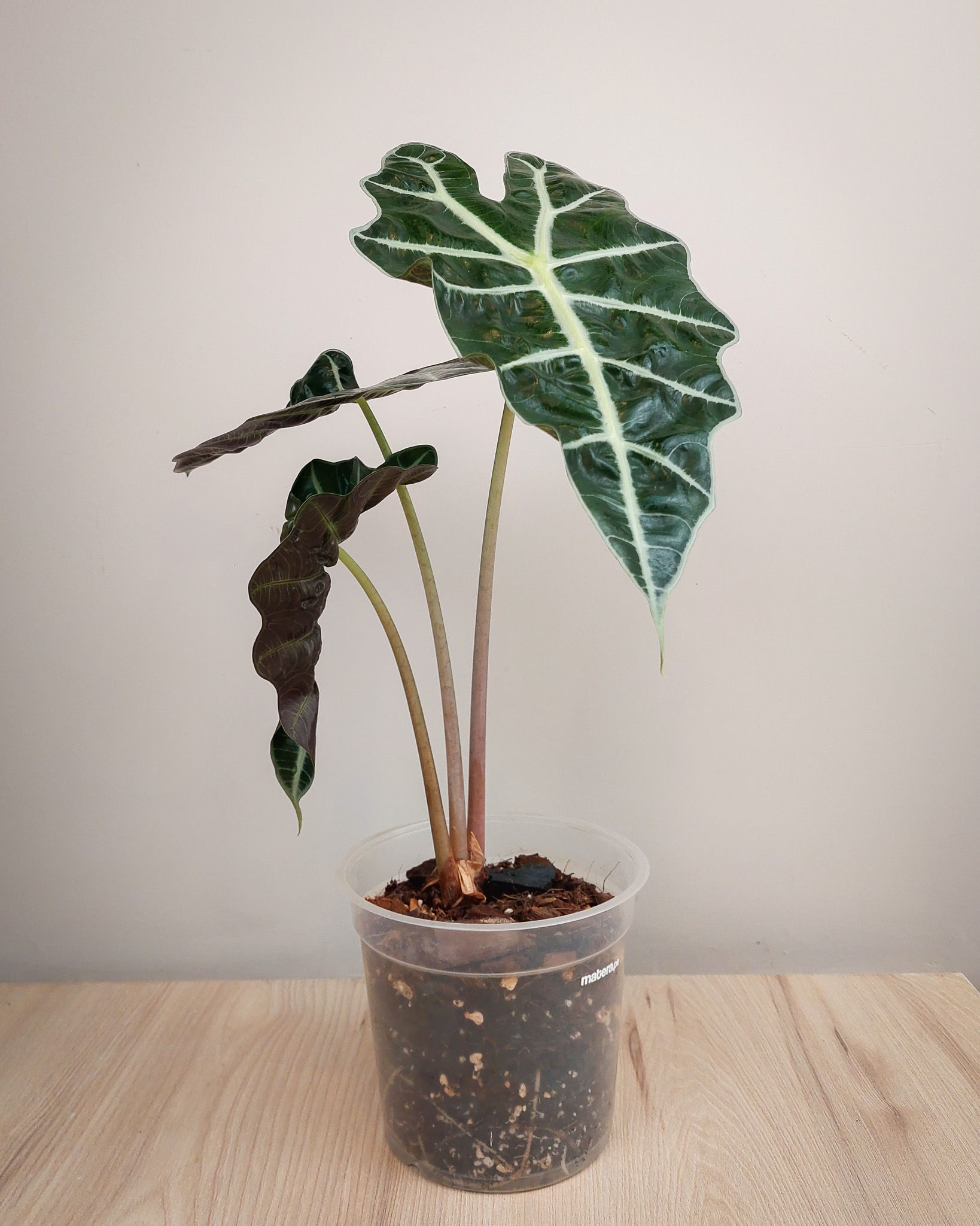 Alocasia Polly en maceta, planta de interior con hojas verdes oscuras y venas blancas