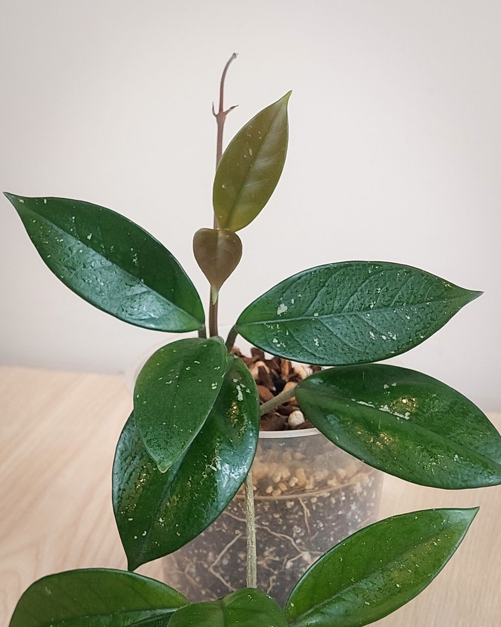 Hoya carnosa #12 Matera Lima: planta de cera clasica con hojas cerosas y flores perfumadas en maceta transparente