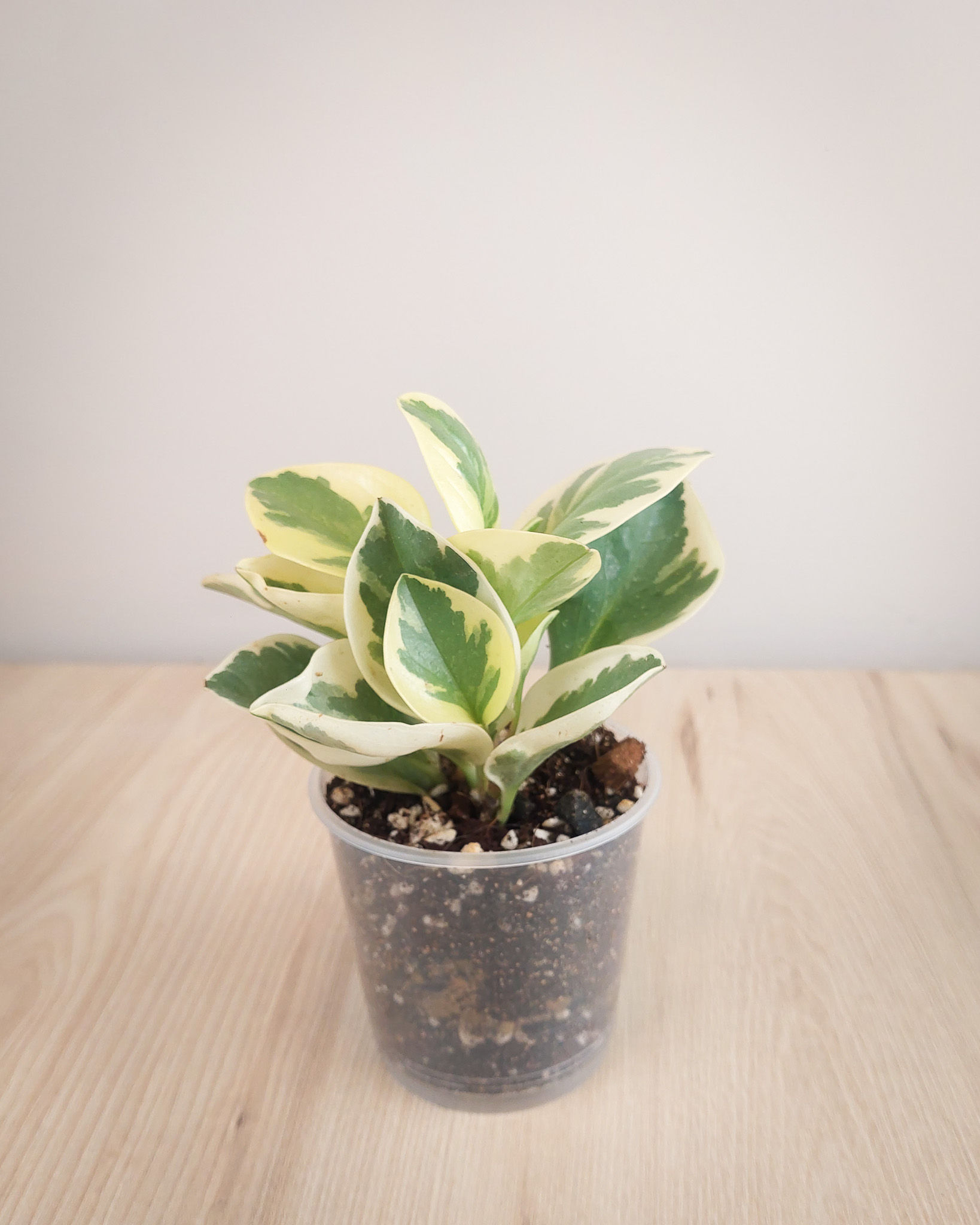 Peperomia Obtusifolia Variegada #09 Matera Lima: hojas gruesas verde crema compacta