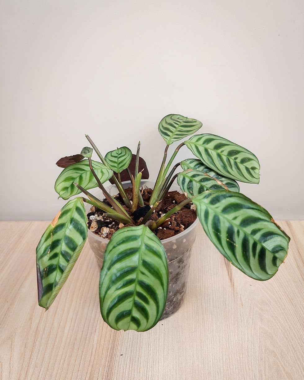Calathea Burle Marxii en maceta, planta de hojas verdes con patrones decorativos