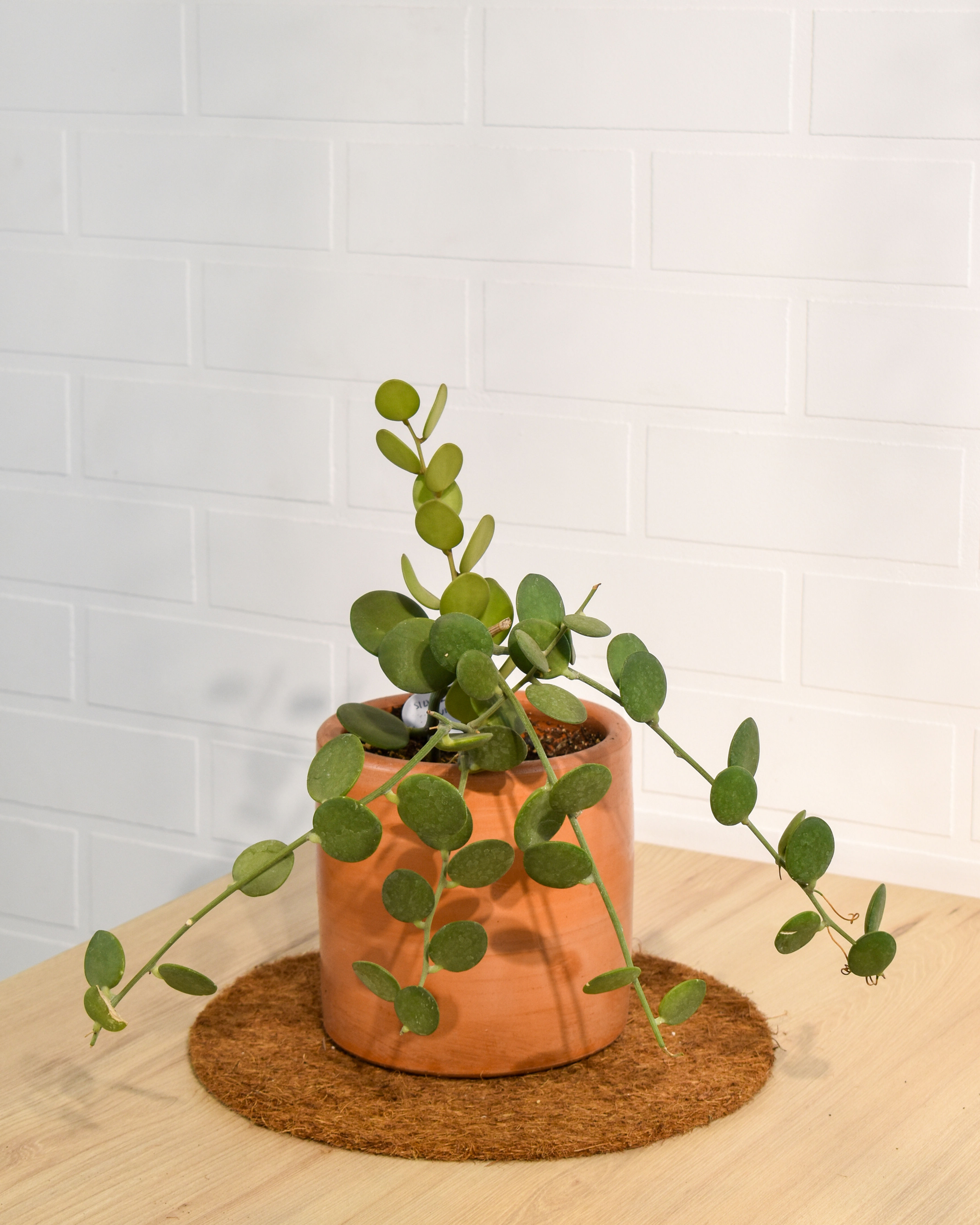 Silver Dollar Vine Matera Lima: Xerosicyos danguyi con hojas redondas verde plateado incluye maceta terracota