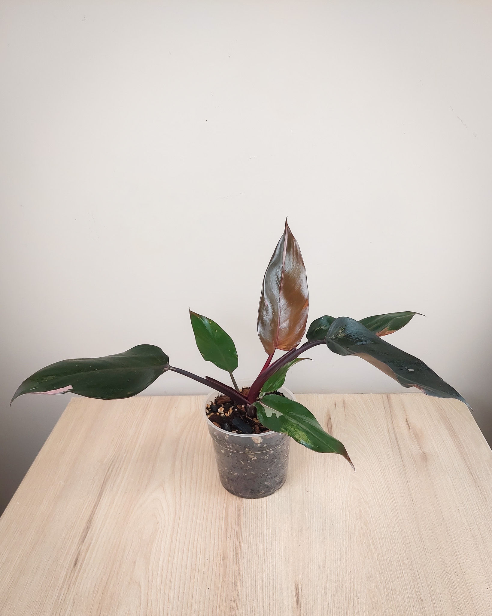 Philodendron Pink Princess con hojas acorazonadas verde oscuro y manchas rosa intenso en maceta con tutor