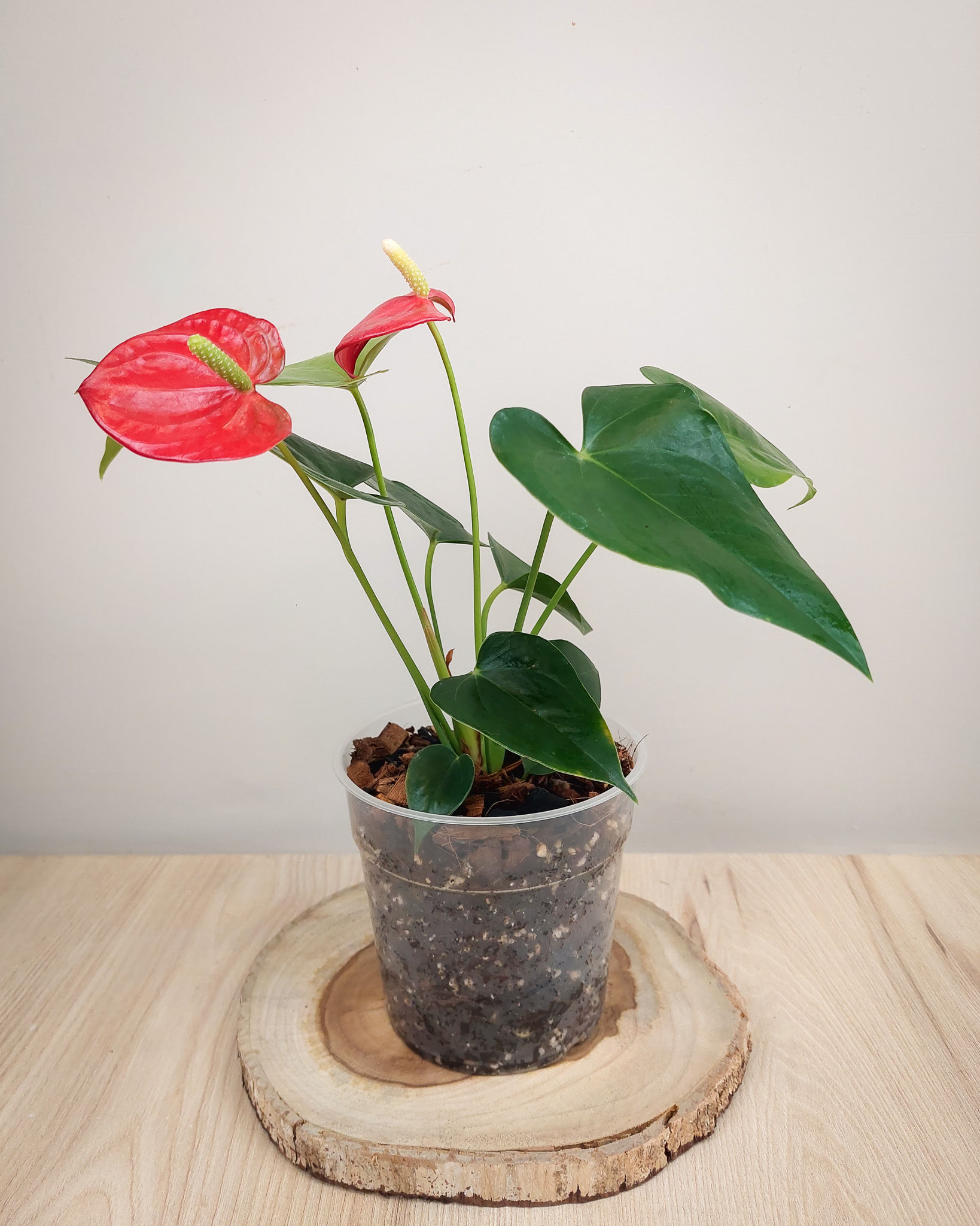 Anturio rojo #12 Matera Lima: planta de interior con flores rojas en forma de corazon en maceta transparente