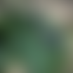 cochinilla algodonosa - plaga en planta - hojas dañadas