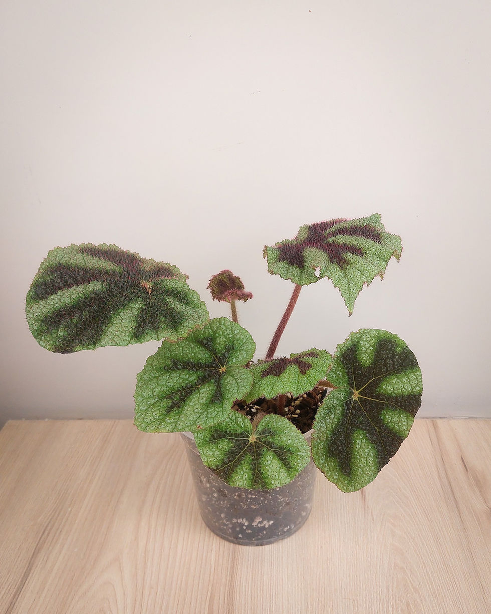 Begonia Cruz de Hierro con hojas rugosas verdes y patrón de cruz marrón en el centro