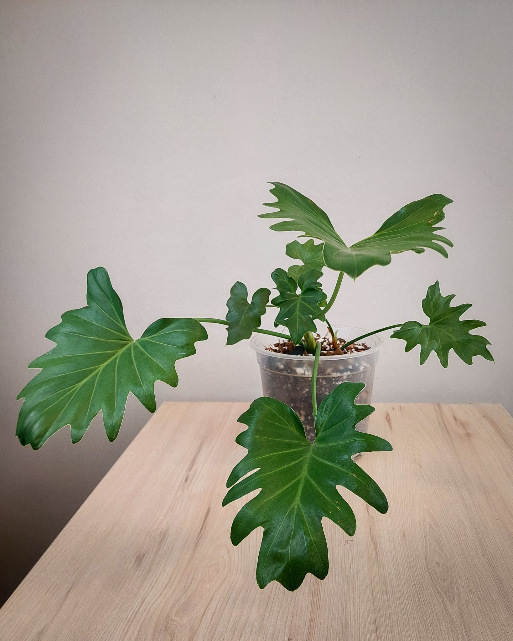 Philodendron Selloum con hojas grandes verde brillante profundamente lobuladas en maceta transparente