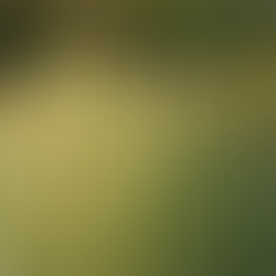 araña roja - plaga en planta - hojas dañadas