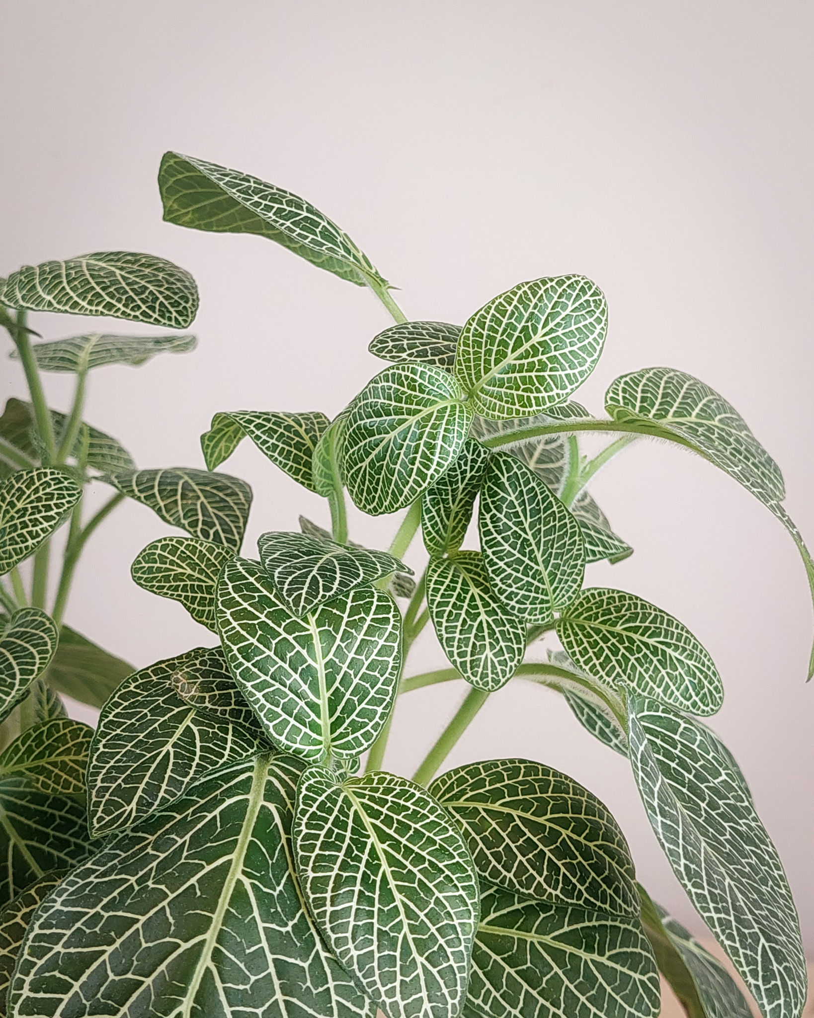 Fittonia blanca #12 Matera Lima: hojas verde oscuro venas blancas contrastantes compacta