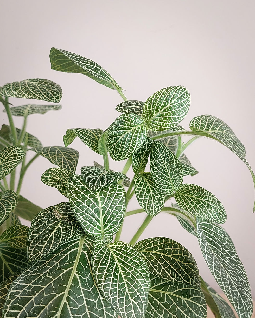 Fittonia blanca #12 Matera Lima: hojas verde oscuro venas blancas contrastantes compacta