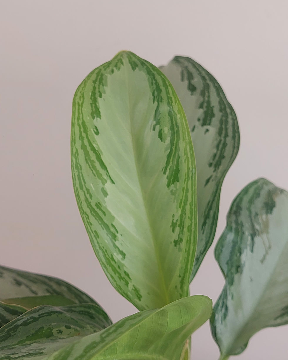Aglaonema Silver Bay Matera Lima: hojas verdes centro plateado llamativo resistente #12