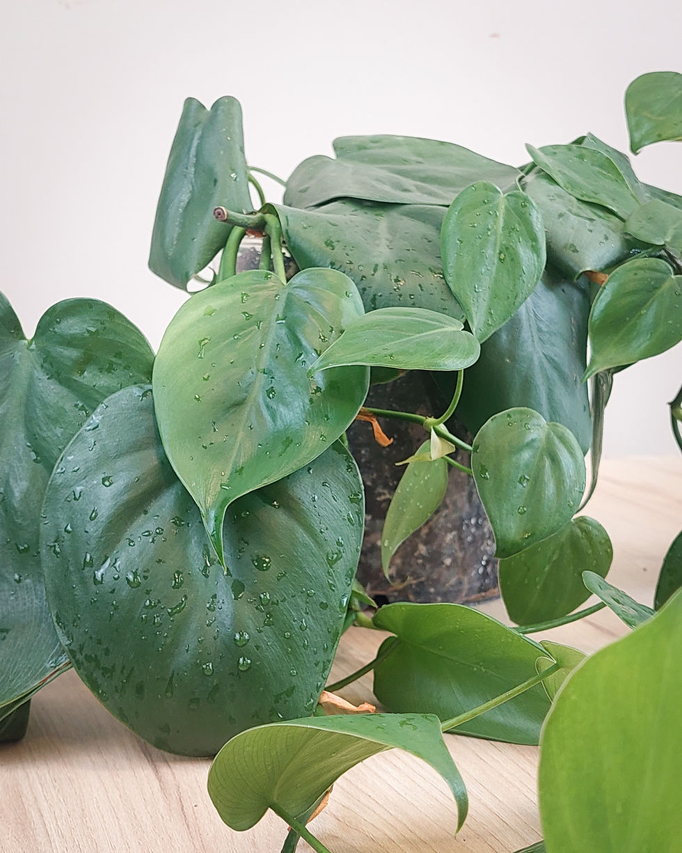 Philodendron corazon #17 Matera Lima: planta trepadora mediana con hojas brillantes en forma de corazon