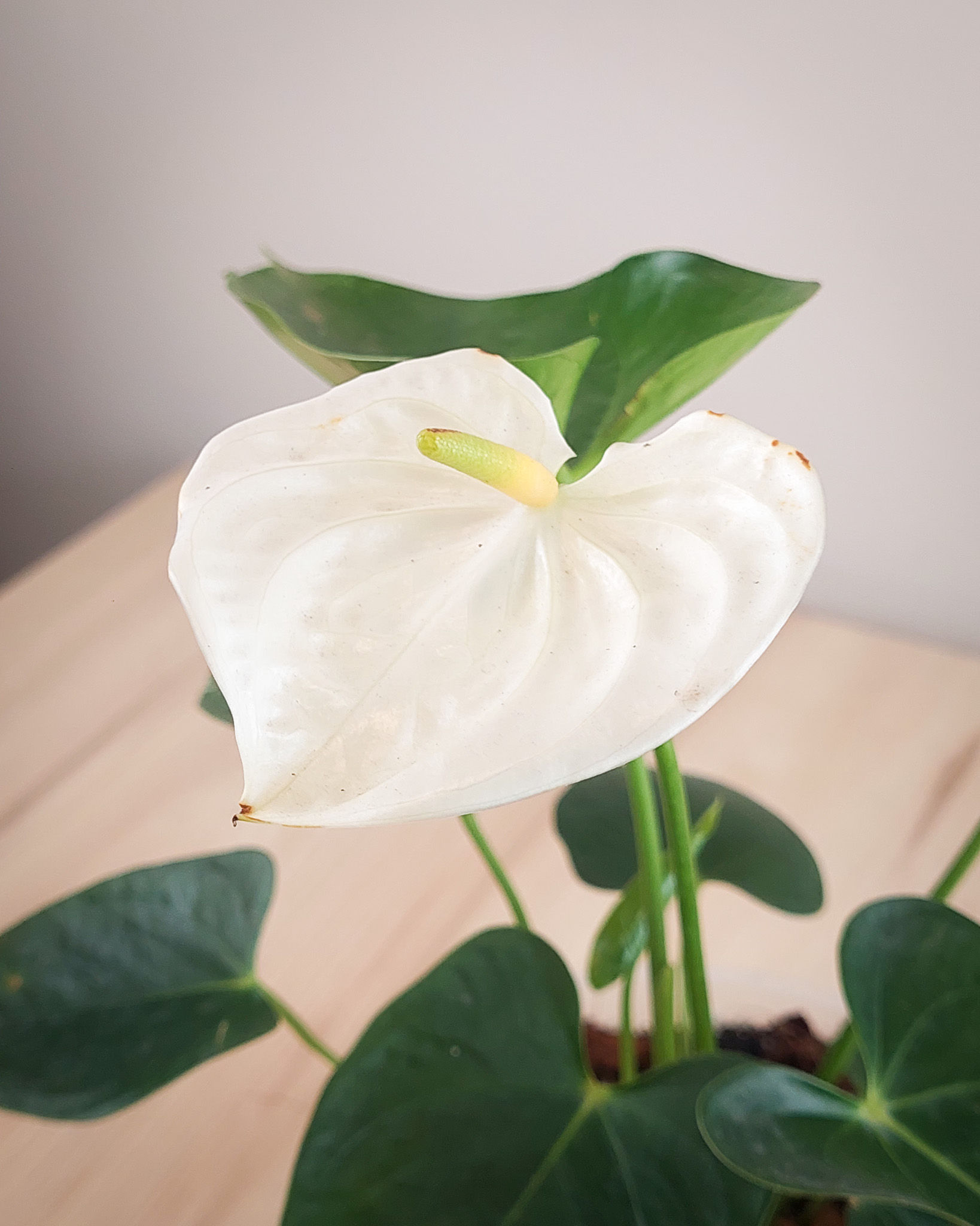Anturio blanco #15 Matera Lima: flores blancas brillantes forma corazon floracion continua