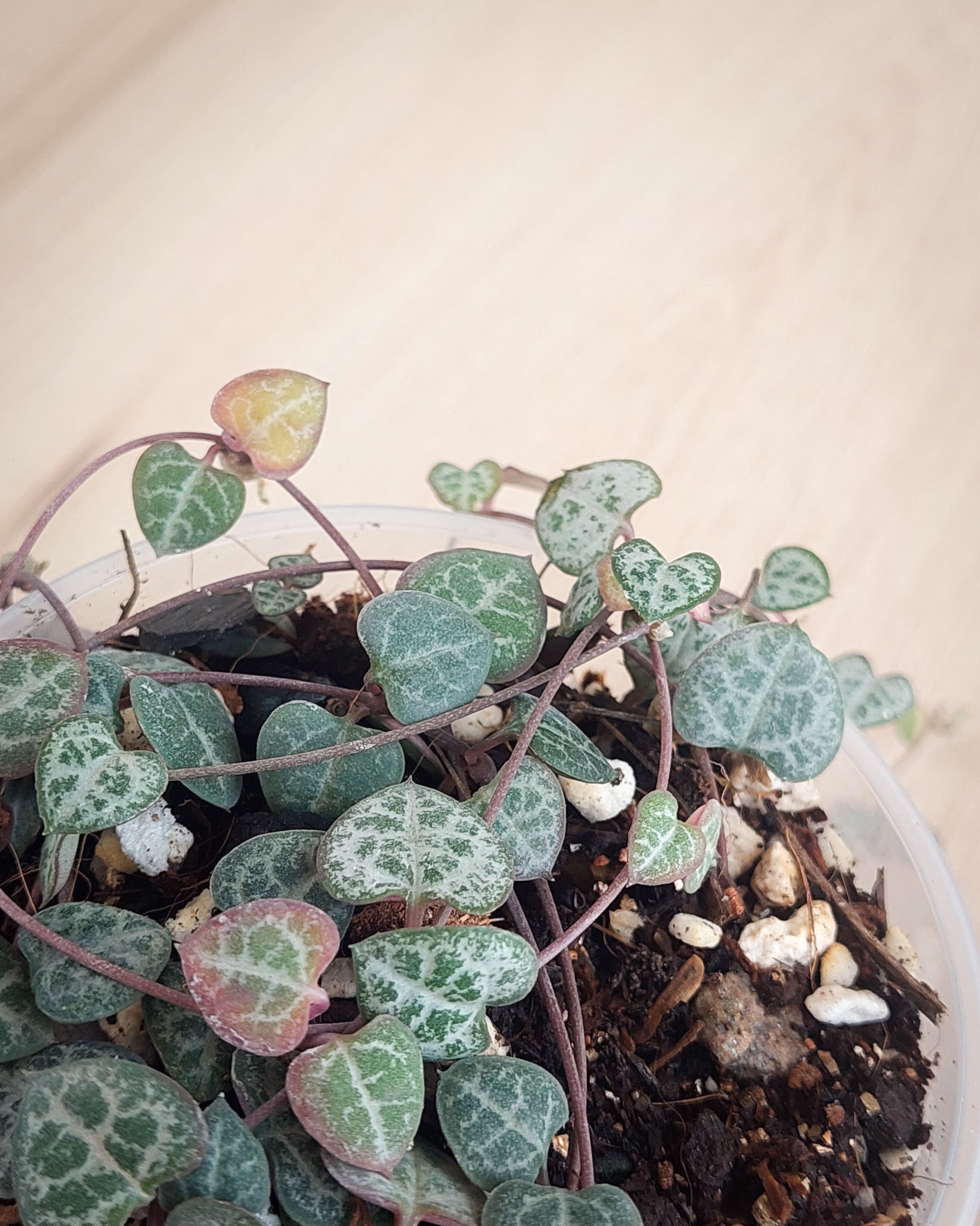 Ceropegia Woodii con tallos colgantes finos y hojas pequeñas acorazonadas verde plateado en maceta colgante