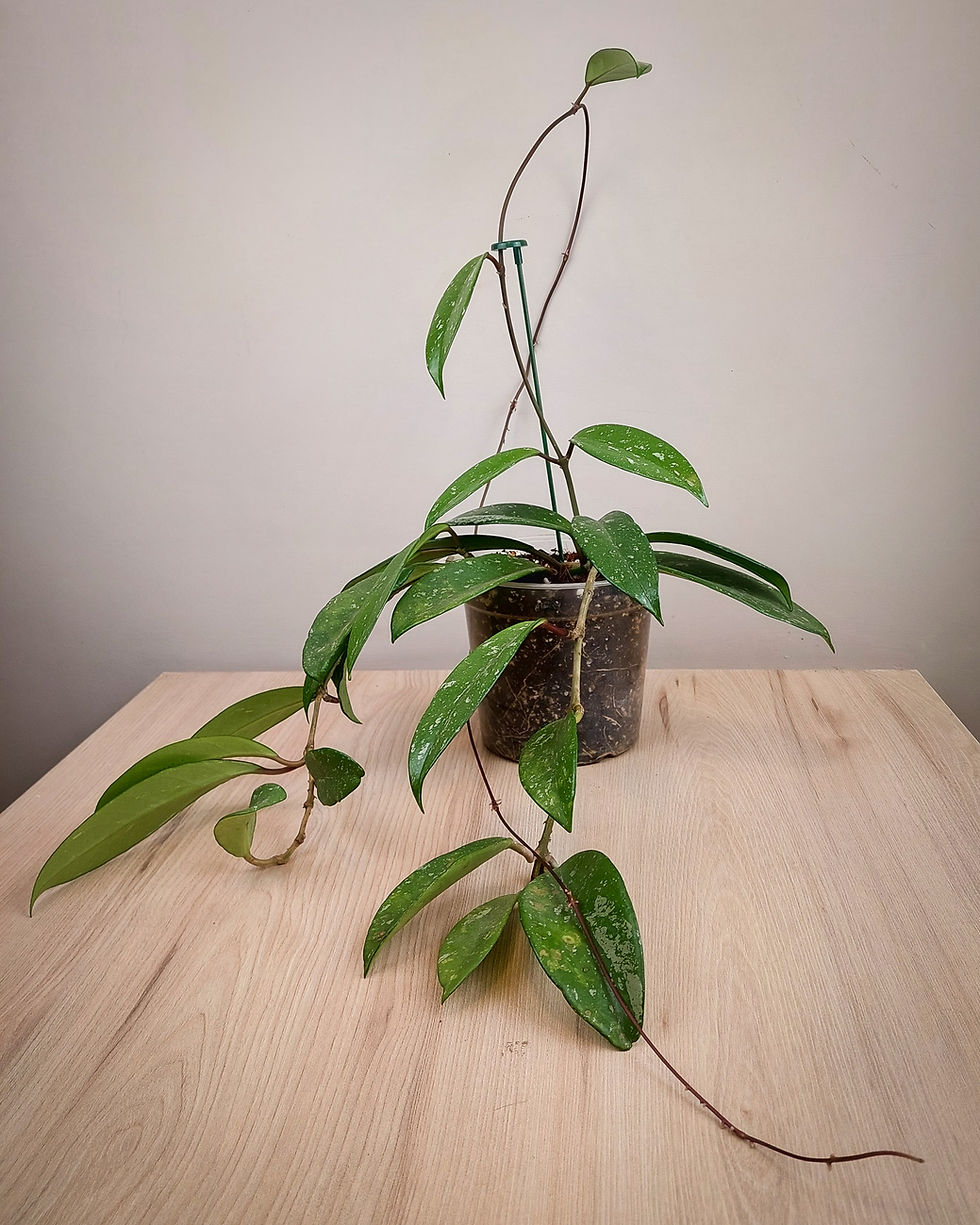 Hoya carnosa #15 Matera Lima: planta de cera clasica con hojas cerosas y flores perfumadas en maceta transparente