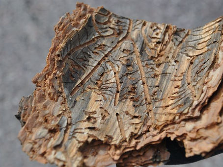 Corteccia degli alberi per batterie ecologiche