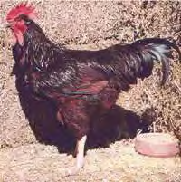 Gallo RHODE ISLAND RED (COLORADA)
