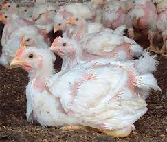 Errores comunes en el manejo de pollos y cómo evitarlos.