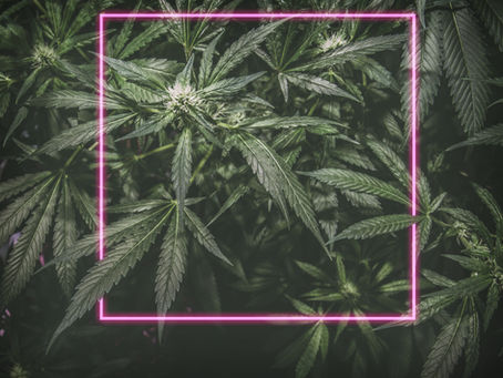 The Future of Same-Day Weed Delivery in New York City: Trends to Watch in the Cannabis Industry