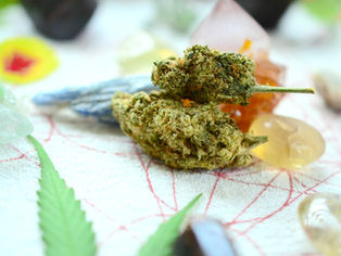 Runtz Weed: Strain Facts for Brooklyn Cannabis Fans