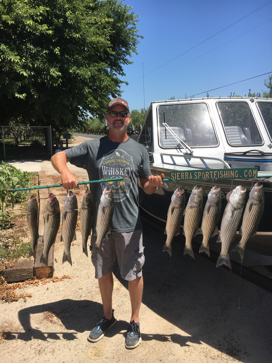 New Hogan Stripers